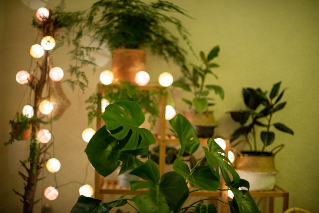 plants with string lights