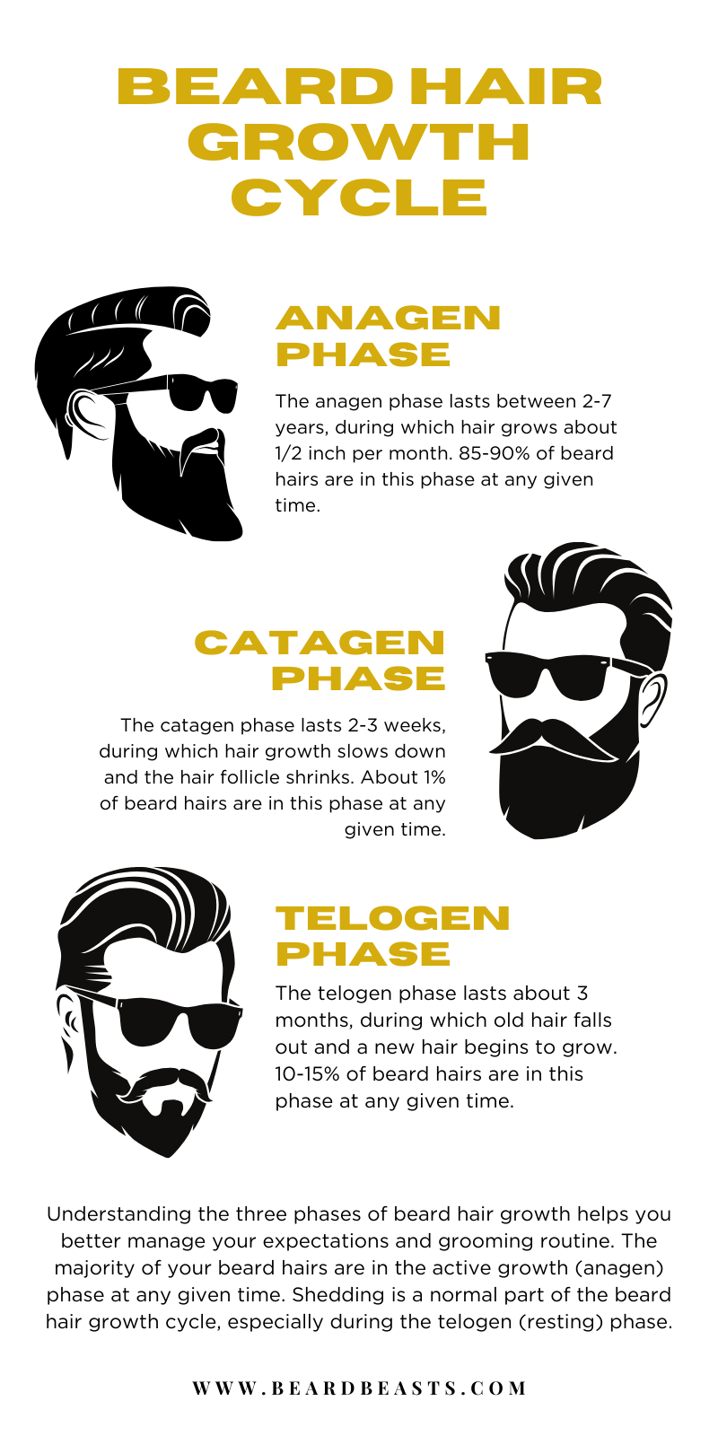 The infographic titled "Beard Hair Growth Cycle" illustrates the three phases of beard hair growth using stylized black and white illustrations of bearded men. The anagen phase, lasting 2-7 years, is depicted by a man with sunglasses and a full beard, indicating that 85-90% of beard hairs are actively growing during this phase at a rate of 1/2 inch per month. The catagen phase, lasting 2-3 weeks, shows a man with a slightly shorter beard and sunglasses, representing the transitional phase where hair growth slows and the follicle shrinks, with about 1% of hairs in this phase. The telogen phase, lasting about 3 months, features a man with a goatee, signifying the resting phase where old hair falls out and new hair begins to grow, with 10-15% of hairs in this phase. The infographic emphasizes that understanding these phases helps manage expectations and grooming routines, with the majority of hairs in the active growth phase and shedding being a normal part of the cycle.