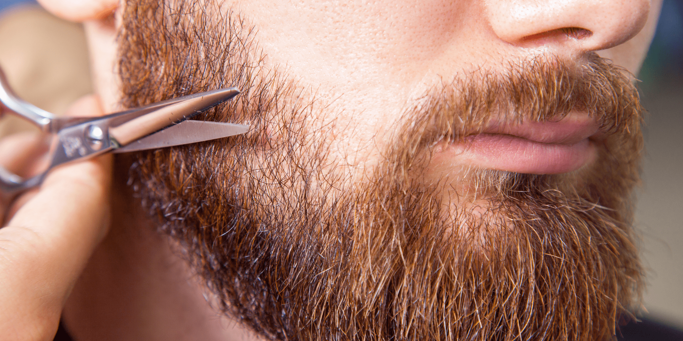 A close-up image of a man carefully trimming his beard with a pair of silver scissors. The focus is on the precise trimming near his cheek, showing attention to detail in removing split hairs and maintaining beard shape. The man has a well-groomed, thick beard and mustache. This image highlights the importance of regular trimming to prevent split ends and keep the beard looking neat and healthy.